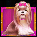 The Dog House Shitzu