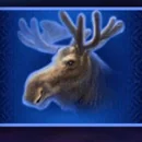 buffalo blitz symbol 5 1